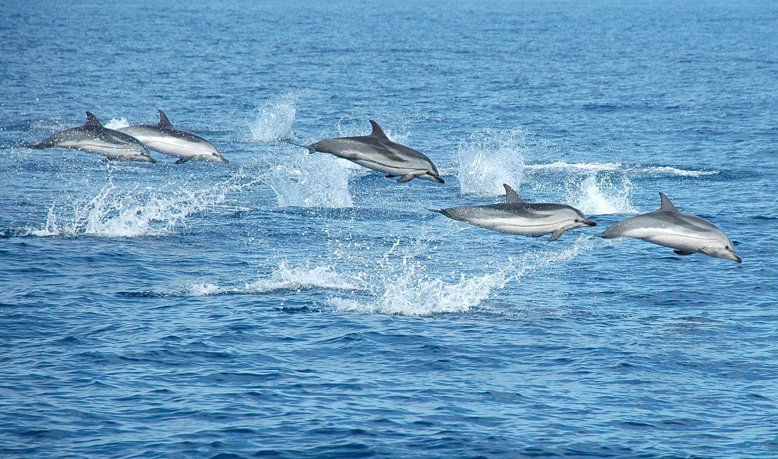 Foto: Mglichkeit zur Delfinbeobachtung vor Pico - Lupe Reisen